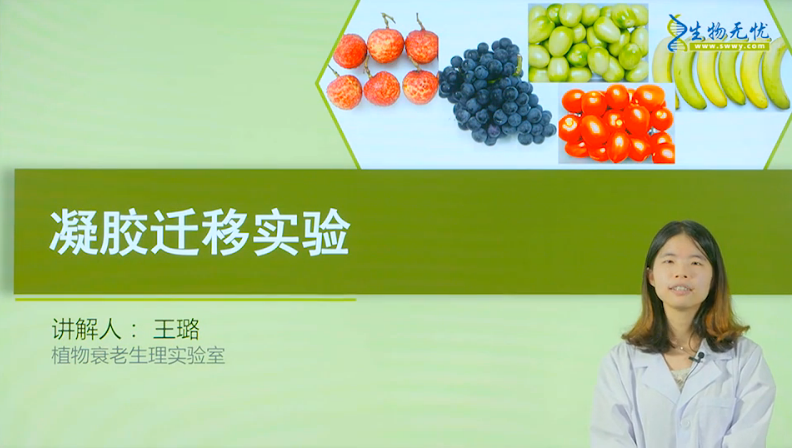 凝胶迁移实验